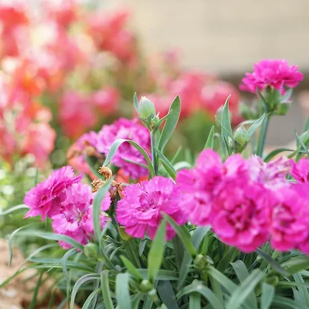 Panorama 2 サン・サルヴォ