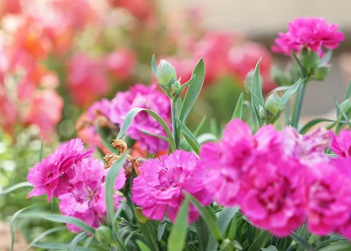 Panorama 2 San Salvo